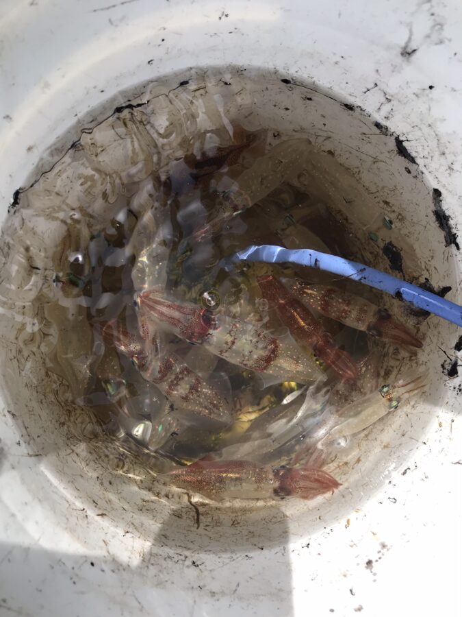 スタッフ小澤釣行記～佐島/マルイカ40杯～