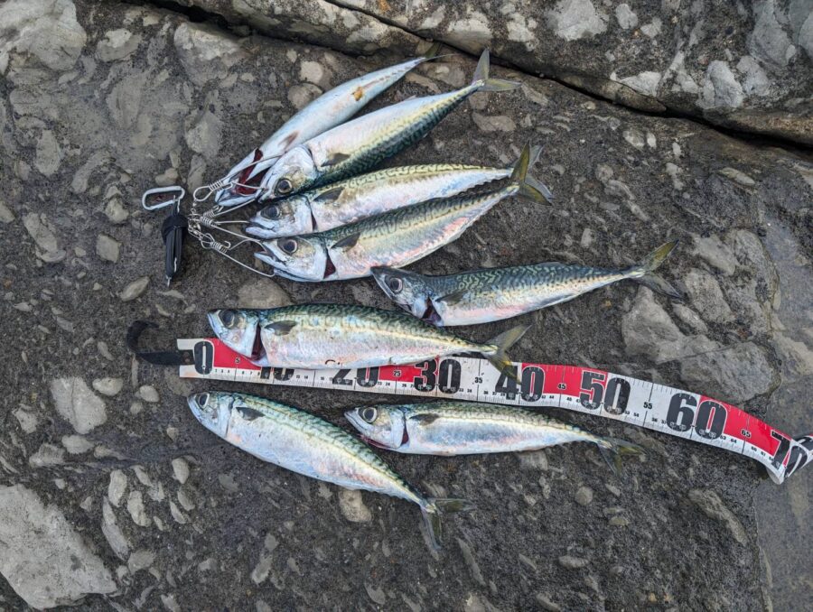 スタッフ大山釣行記～三浦半島/サバ38cm〜42cm/8匹～