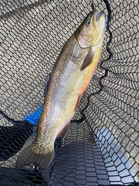 スタッフ千鮎釣行記～308club/サクラマス、ニジマス最大45cm～