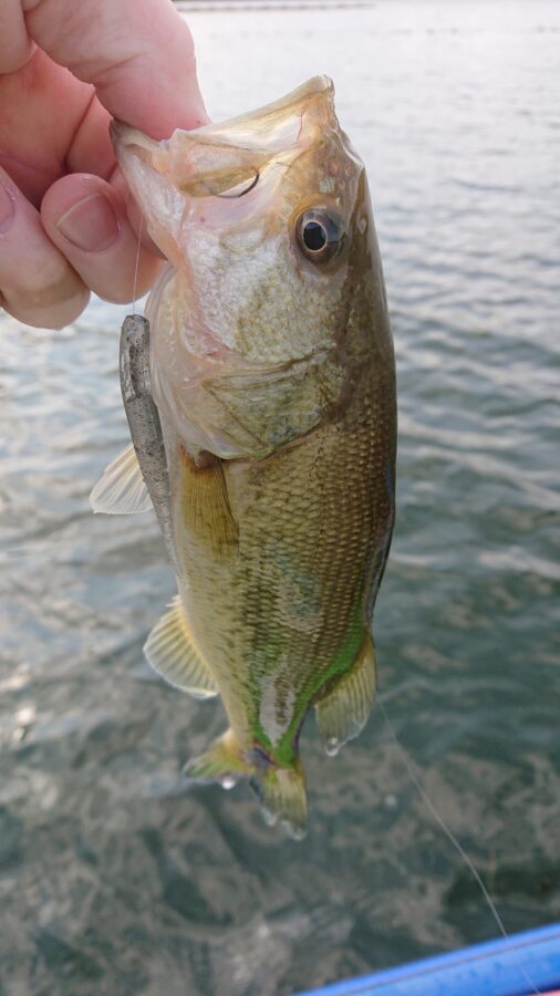 スタッフ吉田釣行記～津久井湖/ブラックバス23-36cm/12匹～
