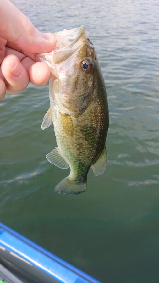 スタッフ吉田釣行記～津久井湖/ブラックバス23-36cm/12匹～