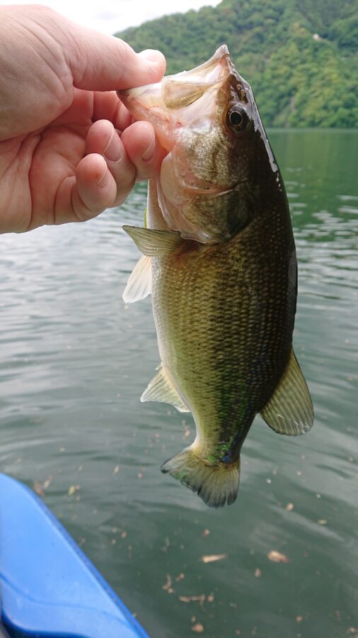 スタッフ吉田釣行記～津久井湖/ブラックバス23-36cm/12匹～