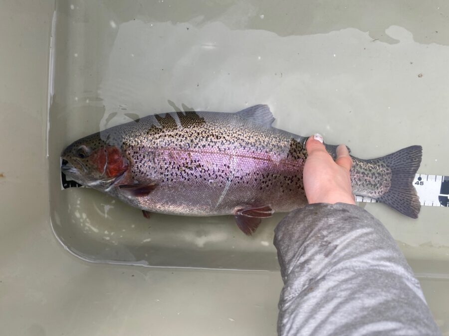 スタッフ千鮎釣行記～308club/サクラマス、ニジマス最大45cm～