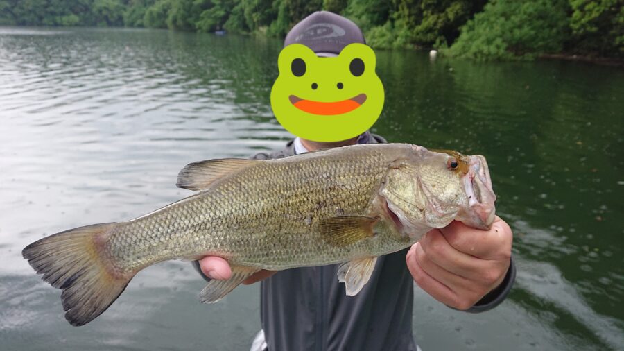 スタッフ吉田釣行記～津久井湖/ブラックバス23-36cm/12匹～