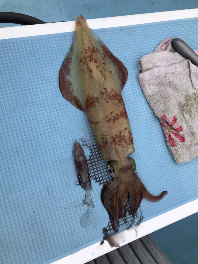 スタッフ小澤釣行記～佐島〜城ヶ島沖/マルイカ23日19杯・24日28杯～