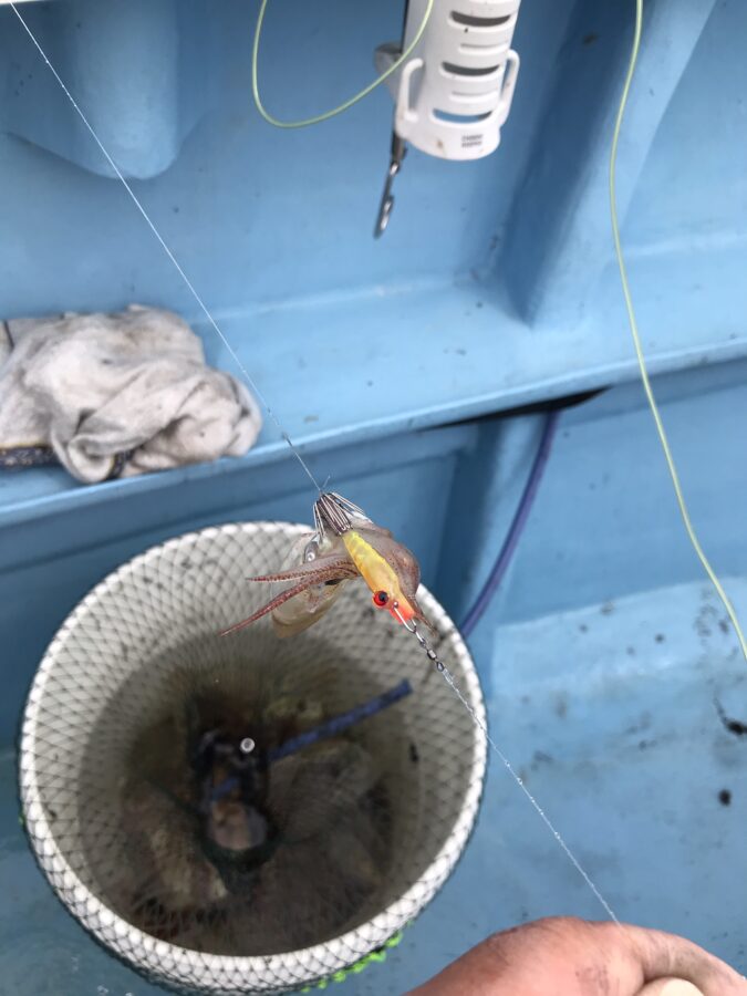 スタッフ小澤釣行記～佐島沖/マルイカ・ムギイカ(少々)・アオリイカ3㎏(1杯)合計82杯～