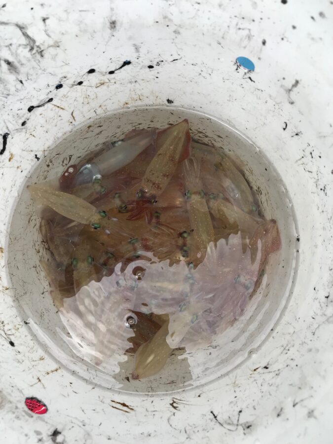 スタッフ小澤釣行記～佐島沖/マルイカ68杯～