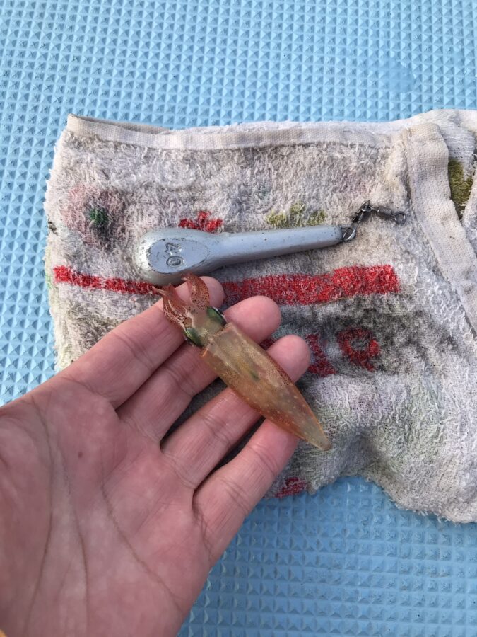 スタッフ小澤釣行記～佐島〜城ヶ島沖/マルイカ23日19杯・24日28杯～