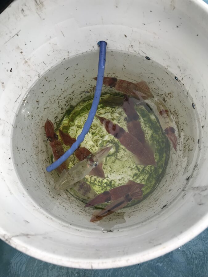 スタッフ小澤釣行記～佐島沖/マルイカ、ムギイカ/12杯～