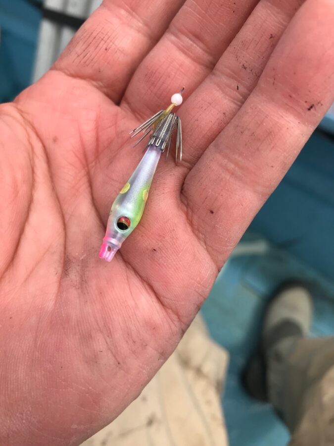 スタッフ小澤釣行記～佐島沖/マルイカ、ムギイカ(4杯)/計98杯～