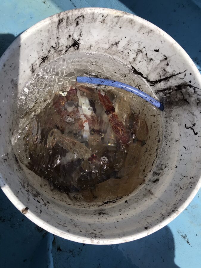 スタッフ小澤釣行記～佐島〜江ノ島〜秋谷沖/マルイカ83杯～