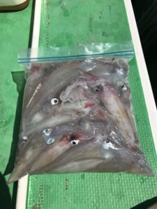 スタッフ小澤釣行記~小網代沖〜城ヶ島沖/マルイカ、ムギイカ41杯~
