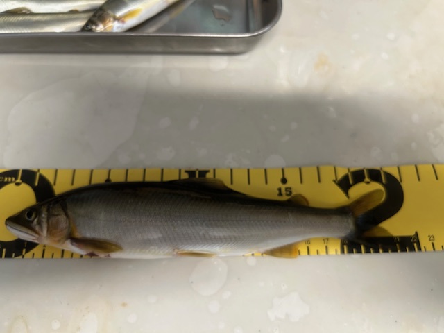 スタッフ平賀釣行記～相模川・上依知青少年広場エリア瀬尻/アユ15.5cm〜21.5cm7匹～