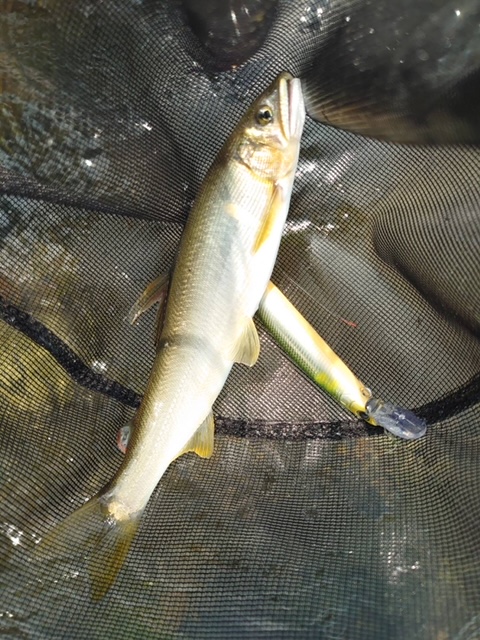 藤岡夫妻&ご友人様~相模川 上依知青少年広場エリア 瀬肩/アユ20匹(旦那さん)~