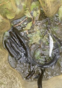 水彩画「釣り人」