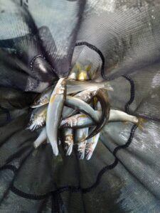 藤岡夫妻様～相模川 上依知・昭和橋下流本流/アユ6匹・6匹～