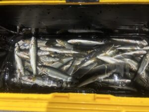 R様～桂川/アユ10cm-18cm71匹～