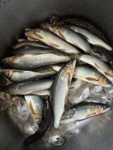 藤本様～興津川　ささぶろ前/アユ29匹～