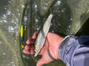 スタッフ平賀釣行記～相模川　昭和橋本流側下流/アユ6cm-18.5cm/11匹～