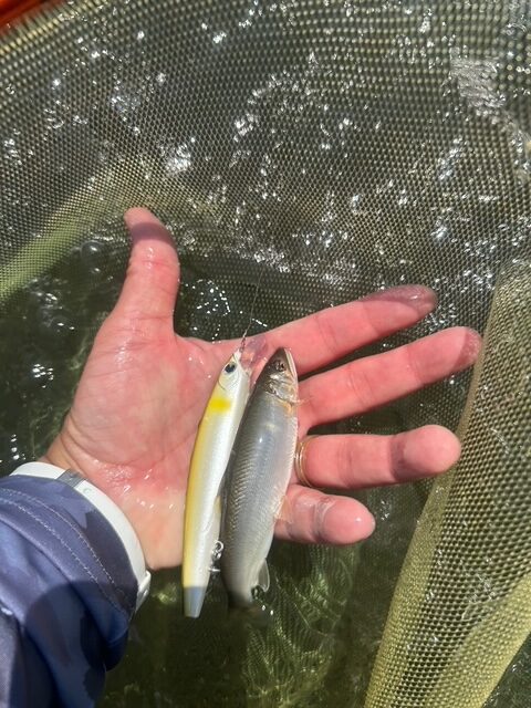 スタッフ平賀釣行記～相模川　昭和橋本流側下流/アユ6cm-18.5cm/11匹～