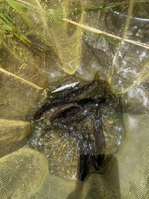 スタッフ平賀釣行記～相模川　昭和橋本流側下流/アユ6cm-18.5cm/11匹～