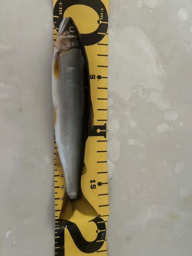 スタッフ平賀釣行記～相模川　昭和橋本流側下流/アユ6cm-18.5cm/11匹～