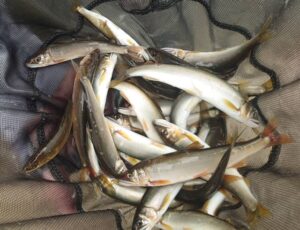 藤岡様～相模川　昭和橋下流分流側/アユ28匹～