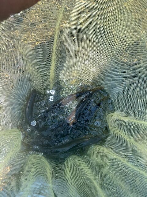 スタッフ平賀釣行記～相模川・上依知青少年広場エリア瀬尻/アユ15.5cm〜21.5cm7匹～