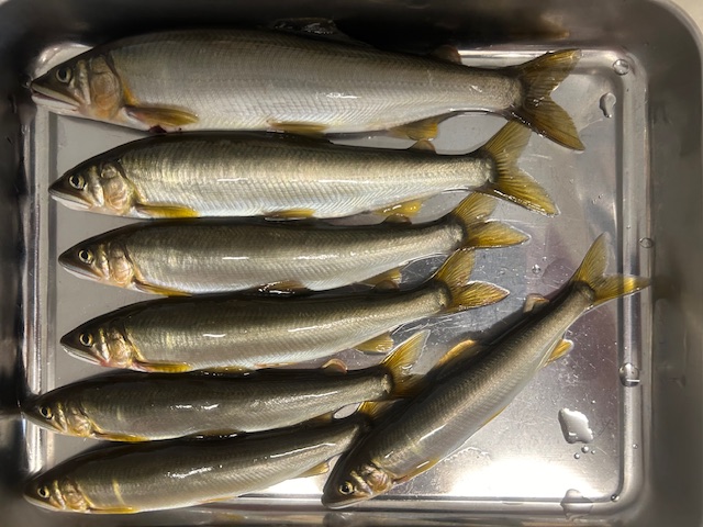 スタッフ平賀釣行記～相模川・上依知青少年広場エリア瀬尻/アユ15.5cm〜21.5cm7匹～