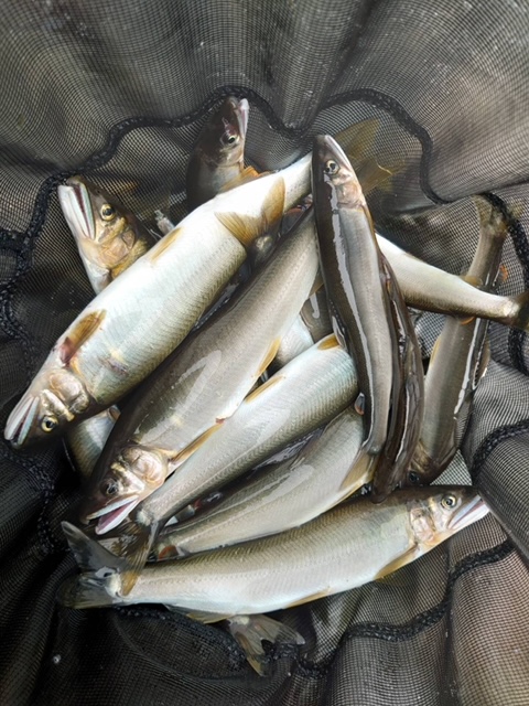 藤岡夫妻&ご友人様~相模川 上依知青少年広場エリア 瀬肩/アユ20匹(旦那さん)~