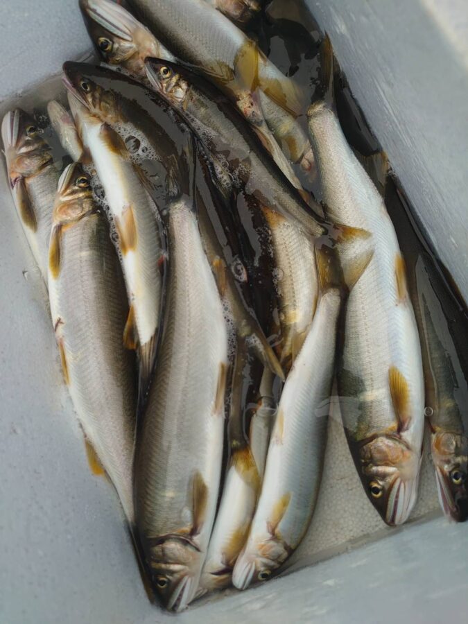 藤岡夫妻&ご友人様~相模川 上依知青少年広場エリア 瀬肩/アユ20匹(旦那さん)~