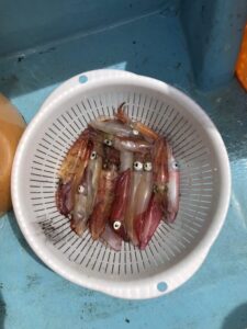 スタッフ小澤釣行記～佐島沖/マルイカ18杯～