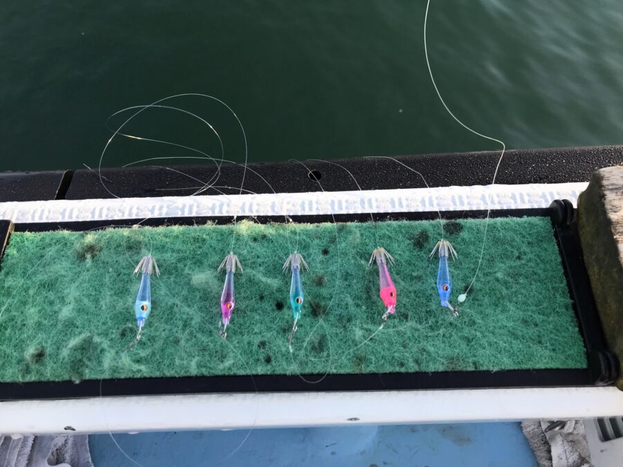 スタッフ小澤釣行記～佐島沖/マルイカ18杯～