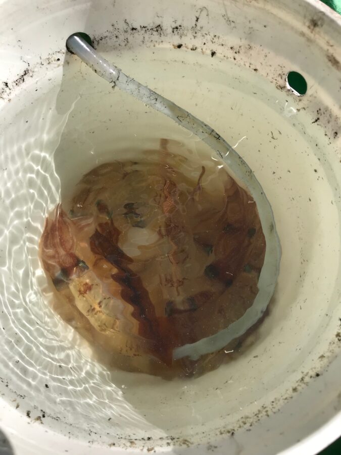 スタッフ小澤釣行記～小網代沖〜城ヶ島沖/マルイカ、ムギイカ41杯～