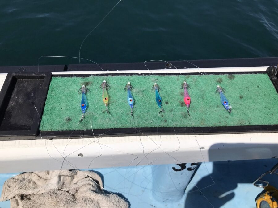 スタッフ小澤釣行記～佐島沖/マルイカ18杯～