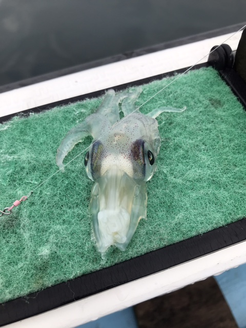 スタッフ小澤淳釣行記～城ヶ島沖/マルイカ・ムギイカ(1杯)44杯～