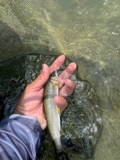 スタッフ平賀釣行記～相模川高田橋下流/アユ12匹11cm-18cm～