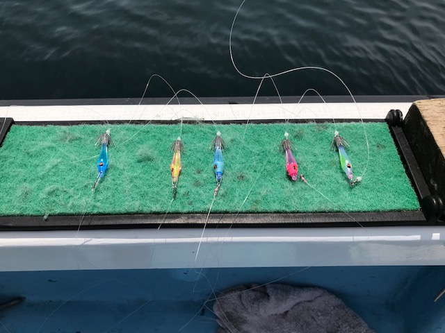 スタッフ小澤釣行記～亀城根/マルイカ26杯～