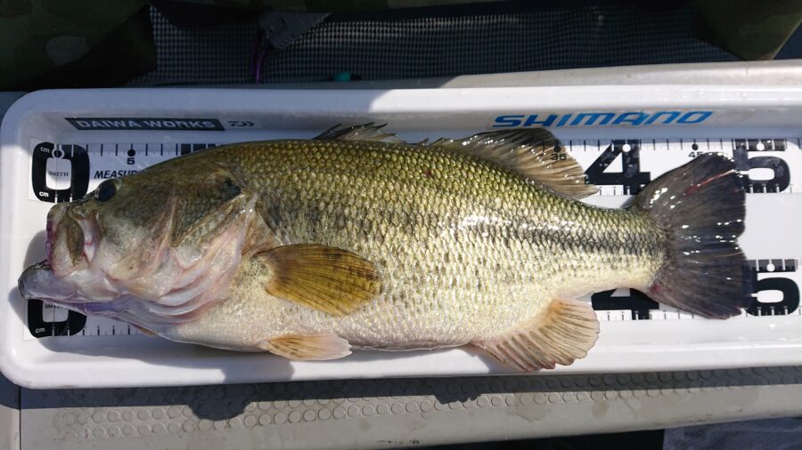 スタッフ吉田釣行記～津久井湖/ブラックバス30～47cm3匹～