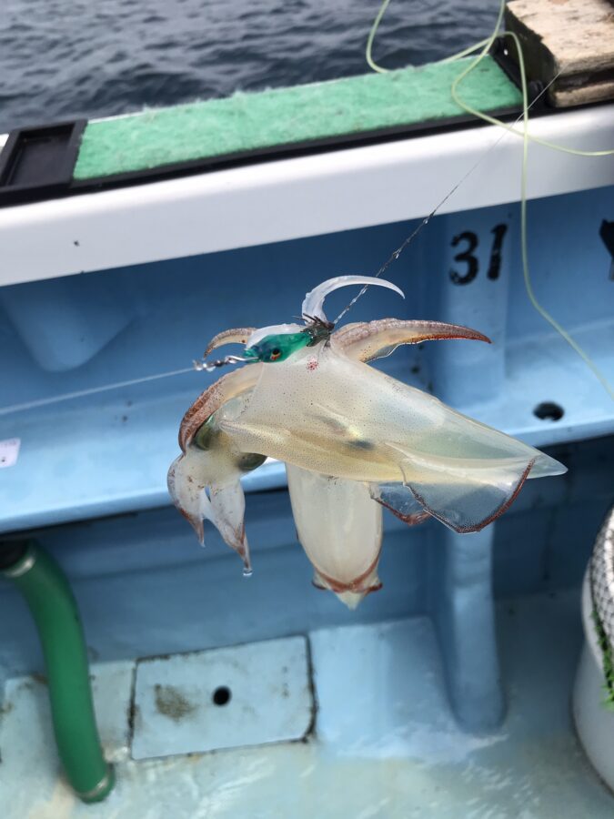 スタッフ小澤淳釣行記～佐島沖/マルイカ42杯～