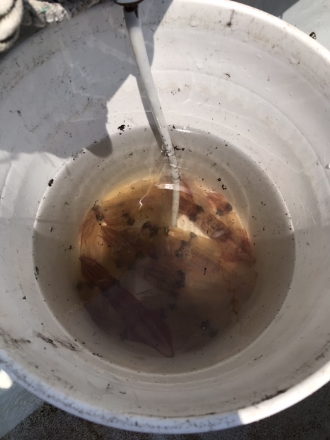 スタッフ小澤釣行記～エボシ〜江ノ島〜腰越沖/マルイカ59杯～