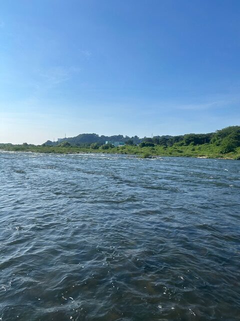 スタッフ平賀釣行記～相模川高田橋下流/アユ12匹11cm-18cm～