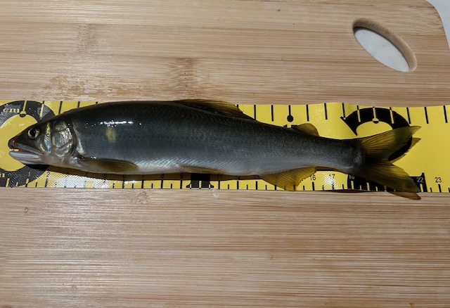 スタッフ平賀釣行記～相模川　上依知青少年広場エリア/鮎…15匹/最大22cm～