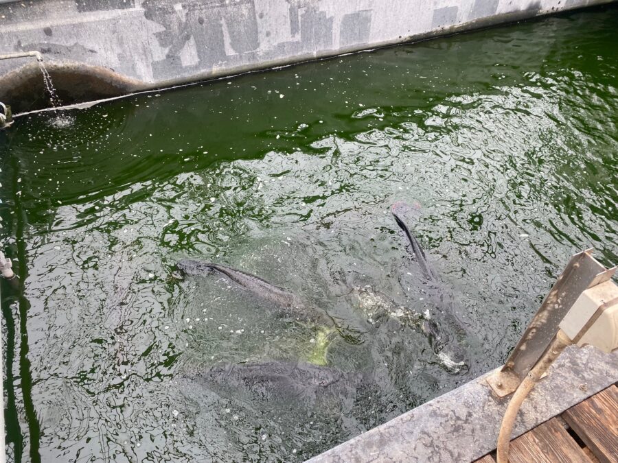 スタッフ千鮎釣行記～栃木県小山市/ニジマス（頂鱒）釣果はアングリングファン9月号で！～