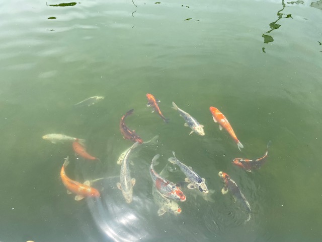 スタッフ千鮎釣行記～栃木県小山市/ニジマス（頂鱒）釣果はアングリングファン9月号で！～