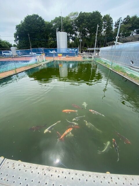 スタッフ千鮎釣行記～栃木県小山市/ニジマス（頂鱒）釣果はアングリングファン9月号で！～