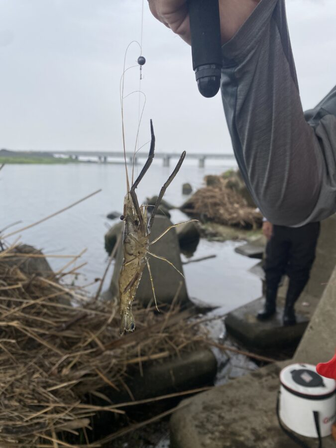 明日の爆釣モーニングは、手長エビ釣り実釣取材！