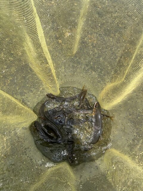 スタッフ平賀釣行記～相模川・昭和橋本流側/アユ10cm -17cm12匹～