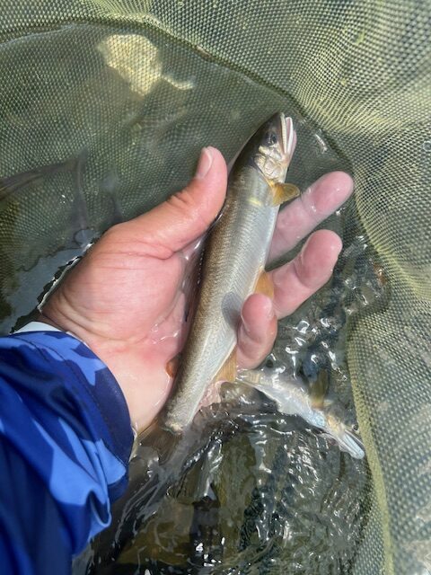 スタッフ平賀釣行記～相模川高田橋上流部/アユ12匹10cm-17cm～