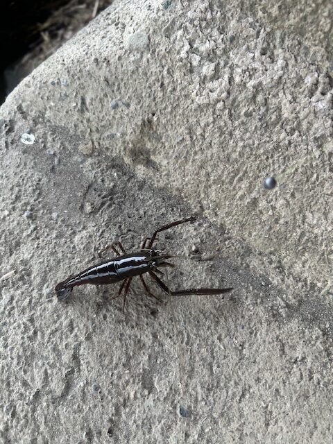 スタッフ平賀釣行記～酒匂川/手長エビ13匹～